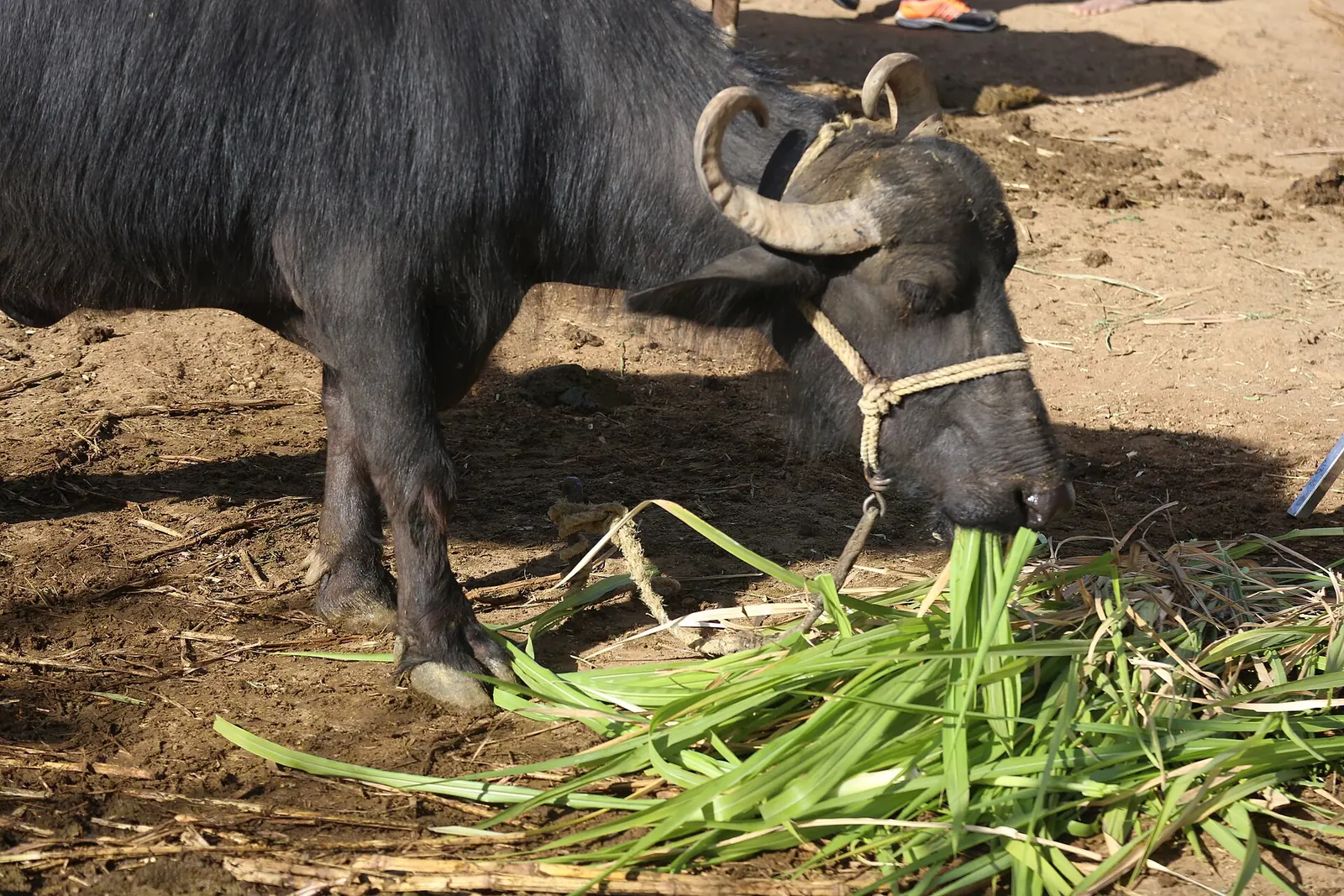 A buffalo eating green fodder
