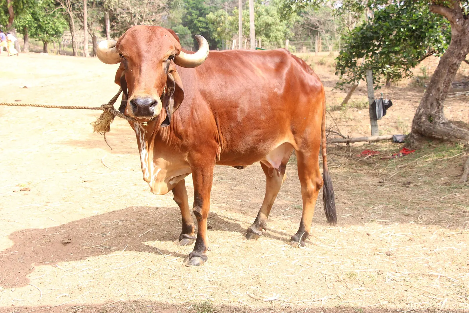 A Gir cow standing in a farmyard