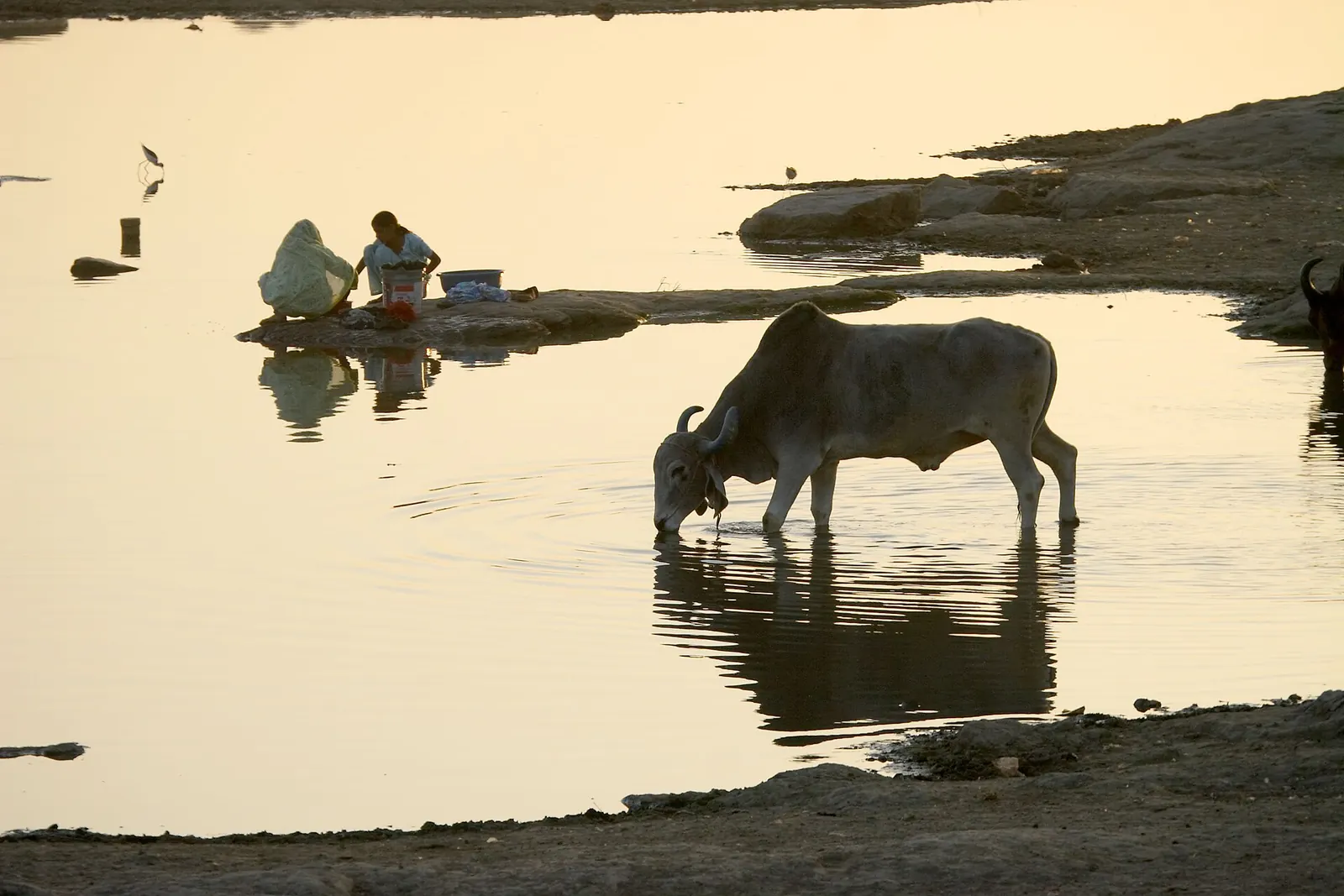 A cow drinks at a river at dusk while women wash on the bank, Rajasthan