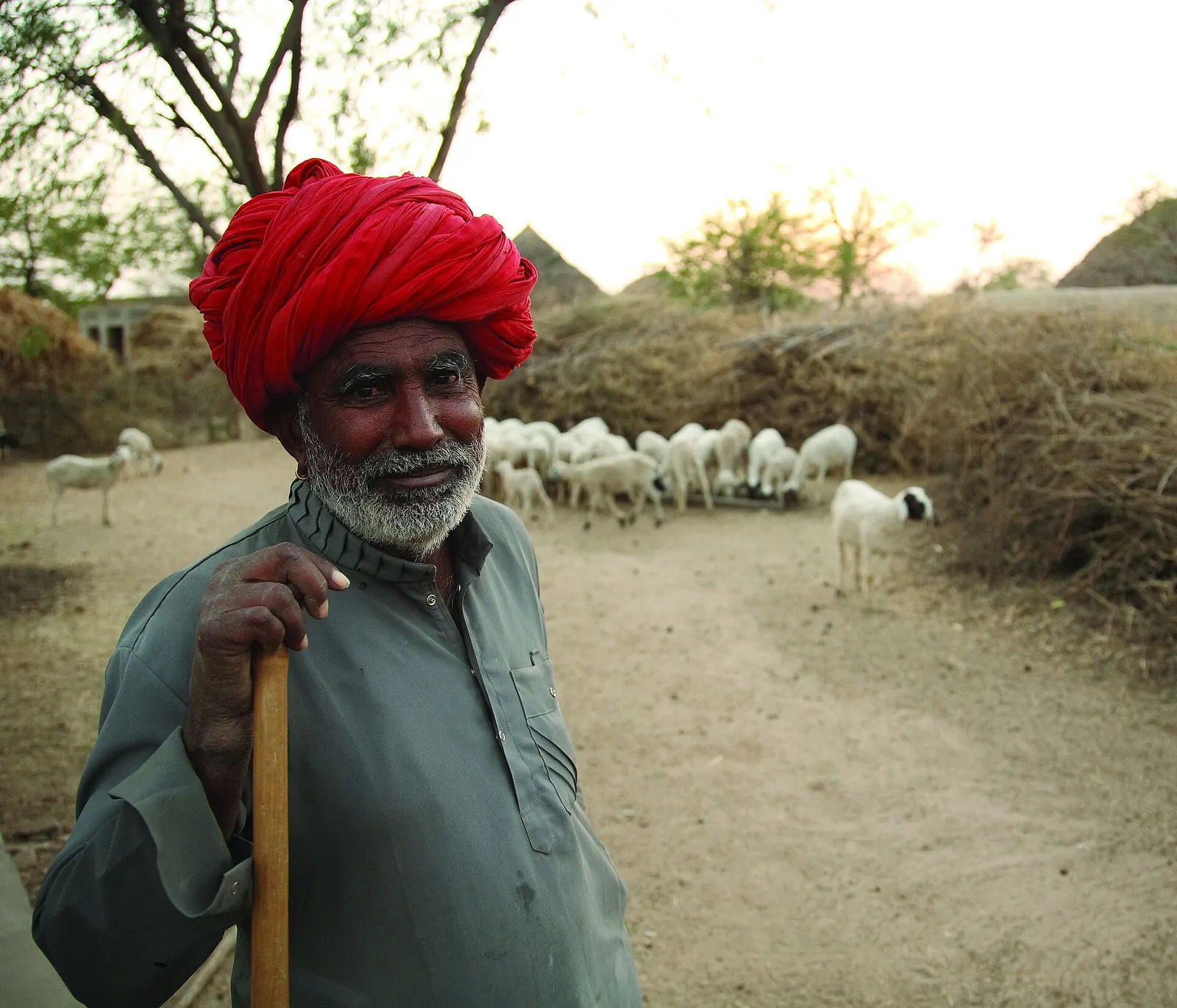 A shepherd in a red turban with his flock behind him, Rajasthan